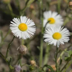 spreading fleabane thumbnail 4