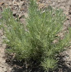 Threetip Sagebrush thumbnail 3