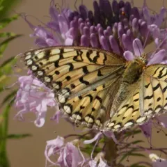 Callippe Fritillary thumbnail 3