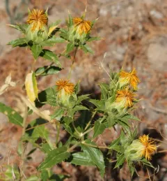 Safflower thumbnail 2