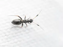 Orectoderus arcuatus thumbnail 2