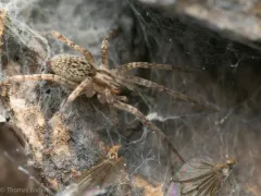 Anyphaena pacifica thumbnail 3