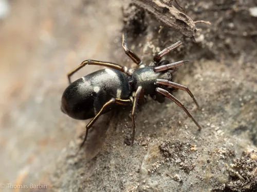 Micaria rossica