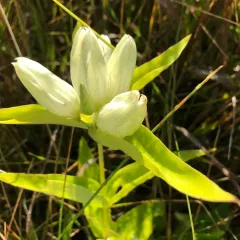 pale gentian thumbnail 4