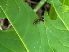 Pleolophus indistinctus thumbnail 2