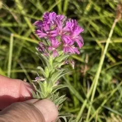 denseflower willowherb thumbnail 4