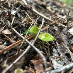 Parrot Mushroom thumbnail 4