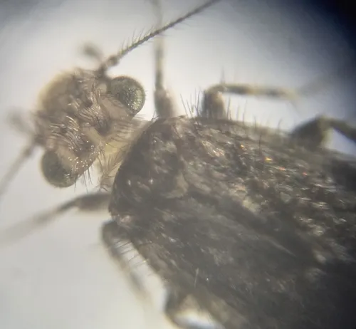 Echmepteryx hageni