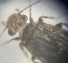 Echmepteryx hageni thumbnail 1