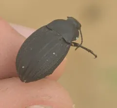 Three-ribbed Darkling Beetle thumbnail 3