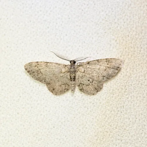 Texas Gray