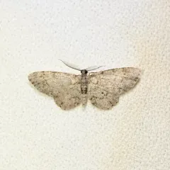 Texas Gray thumbnail 1