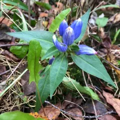 closed bottle gentian thumbnail 4