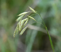porter's brome thumbnail 2