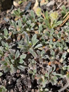 serpentine phacelia thumbnail 4