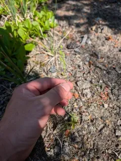 tall draba thumbnail 3