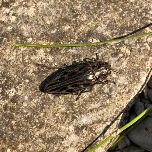Western Sculptured Pine Borer