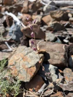 Mountain Jewelflower thumbnail 2