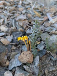 Galium broomrape thumbnail 4