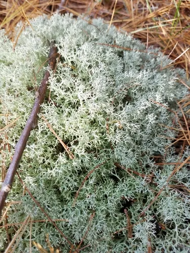 Dixie Reindeer Lichen