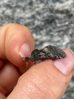 Pseudogarypus banksi thumbnail 3