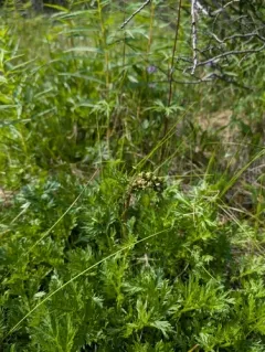 Boreal Sagebrush thumbnail 4