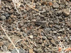 Blue-winged Grasshopper thumbnail 3