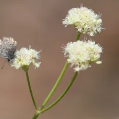tall woolly wild buckwheat thumbnail 4