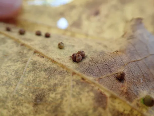 Hickory Sticky Globe Gall Midge