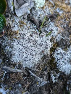 Mossbane Rim Lichen thumbnail 4