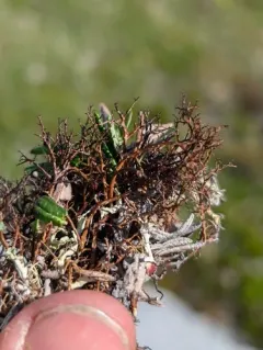 Heath Foxhair Lichen thumbnail 4