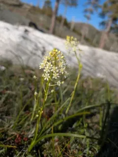 Smallflower Deathcamas thumbnail 4