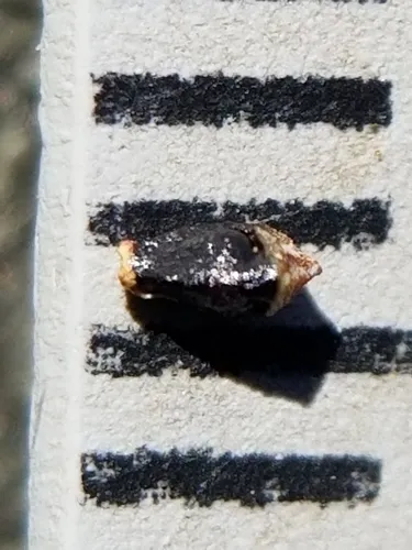 Black-fruited Spikerush