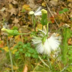 American burnweed thumbnail 4