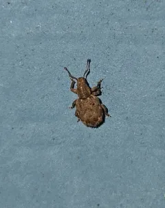 Geodercodes latipennis thumbnail 3
