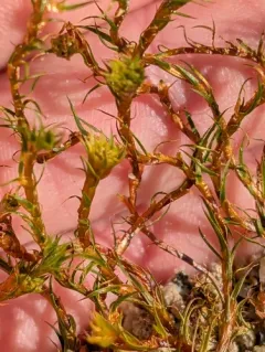 Ohio Haircap Moss thumbnail 4