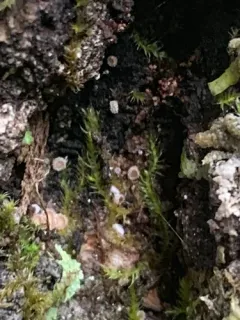 Lasiobelonium variegatum thumbnail 4