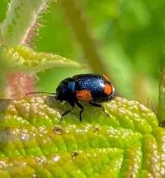 Red-marked Leaf Beetle thumbnail 3