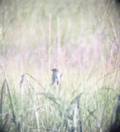 Saltmarsh Sparrow thumbnail 4