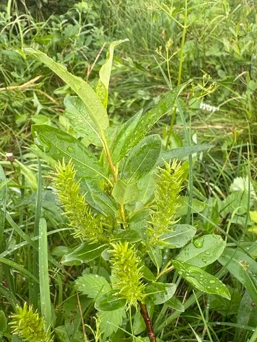 Ball's Willow