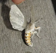 Dubious Tiger Moth thumbnail 3