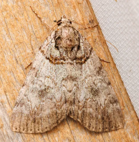 Sweet Underwing