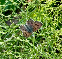 Salt Marsh Copper thumbnail 4