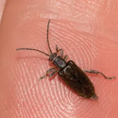 Hairy-necked pondweed beetle thumbnail 3
