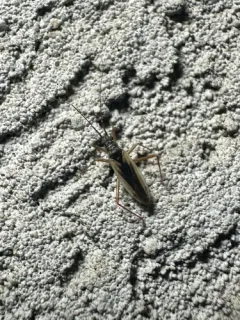 Teratocoris discolor thumbnail 4