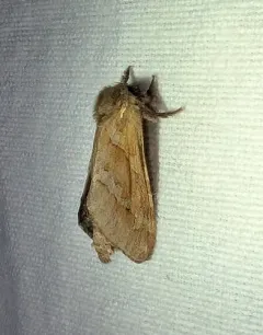 Lupine Ghost Moth thumbnail 1