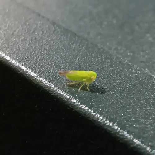 Populicerus gillettei