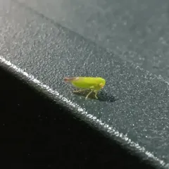 Populicerus gillettei thumbnail 1