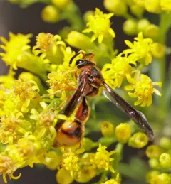 Boll's Potter Wasp thumbnail 4