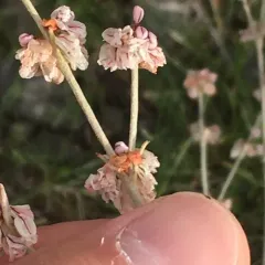 Snow Buckwheat thumbnail 2